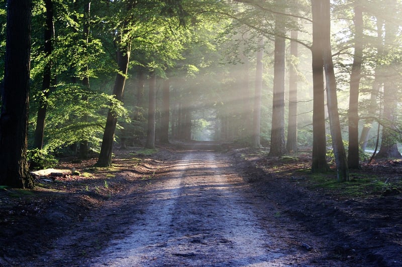 Magical Pathway